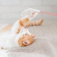 猫が『とても楽しんでいる』ときにする仕草7選　行動の意味や満足度を高めるコツまでご紹介