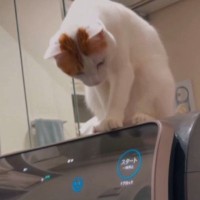 『勝手に止まる洗濯機』→なぜだろうと思っていたら、『猫』が…驚きの行動が154万再生「かっ、賢いｗ」「よく観察してるんだねｗ」