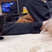10歳の猫と遊びたい『生後3か月の子犬』→必死にアピールしていると…爆笑の展開が129万再生「可愛すぎｗ」「温度差がすごいｗ」