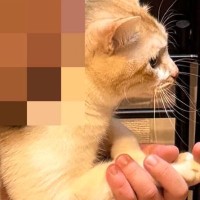 キッチンを見たら、『猫とパパ』がいっしょに……心温まる光景に２万いいねの反響「すごくいい瞬間」「全集中なのが可愛い」「幸せだね」