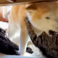 仲良く毛づくろいをしていた2匹の猫→『柴犬が乱入』してきた結果…微笑ましい光景に反響「それぞれの性格が出てて面白い」「冷静に見てるｗ」