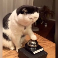 夜におやつが欲しくなった猫→ベルを『チーン』と鳴らして…かわいすぎる光景が90万再生「押し方がかわいいｗ」「永遠にあげたくなる」