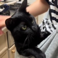 抱っこ大好きな『甘えん坊猫』のために『抱っこ紐』を使ってみた結果…「あら～赤ちゃん」「可愛すぎて泣ける」尊い光景が33万再生