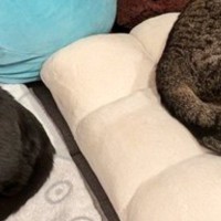 家の中に『おこもりスペース』を作った結果、猫たちが……ほっこりする光景に３万いいね「どう見ても猫の隠れ家」「居心地よさそうｗ」