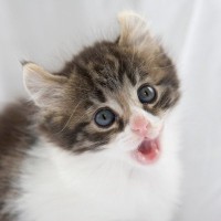 特徴的な『耳』をもっている猫種3選　種類別の性格・特徴から飼うときの注意点まで