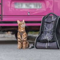 猫と『バス』へ乗るときに気をつけるべきこと7つ　乗車時のルールやトラブルを防ぐコツまで