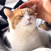 飼い主のベッドでひなたぼっこする三毛猫→ナデナデすると…破壊力が高すぎる『甘えん坊っぷり』に「仕事が手につかない」「尊い…」と反響
