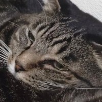 とっても仲良しな『３匹の親子猫』→くつろぎ始めると…かわいすぎる『くっつき方』に「電車ごっこしているみたいｗ」「顔にツボったｗ」と反響