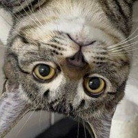 ハンモックの上で『くつろいでいた猫』を見たら…想定外の『とんでもない体勢』に２万いいね「すしざんまいかな」「表情がまたいいねｗ」