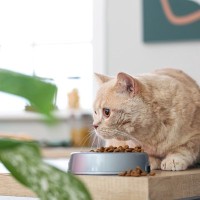 猫が『隠れてご飯を食べる』ときの心理4つ　落ち着かない理由や安心させる方法まで