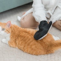 猫の『毛並みが悪くなった』ときの原因3つ　お手入れのポイントや改善策まで解説