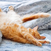 猫の長生きにつながる『寝床』の条件5つ　良い睡眠がもたらす効果や環境の整え方まで