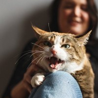 猫の『声に違和感』があるときに疑うべき原因4つ　異常が起きているサイン？適切な対処法まで解説