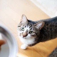猫の健康維持に欠かせない『必須脂肪酸』4種　体に与える影響や不足時に見られるサイン