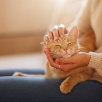 『神経質な飼い主』が猫に与えるマイナスの影響3つ　負担になる理由や心掛けるべきこと