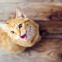 猫が『要求鳴き』をしてくるときの原因5つ　鳴き方の特徴から正しい対処法まで