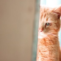 猫が『ネガティブ』な気持ちのときの鳴き方4つ　考えられる心理や適切な対処法を解説