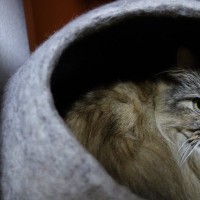 猫が『愛情不足』を感じているときのサイン5つ　放置してはいけない理由から解消法まで解説