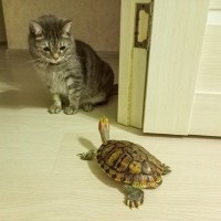 猫との生活に不向きな『相性が悪い動物』5選　トラブルの危険性や同居するときの対策方法も解説