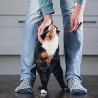 猫が飼い主の『足を踏みつけてくる』理由4つ　込められている意味や受け止め方まで