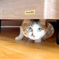 家に大工さんが来ると、ベッドの下に隠れてしまった猫→おやつで誘い出そうとしたら…『葛藤している様子』が可愛すぎると反響「慎重派かなｗ」