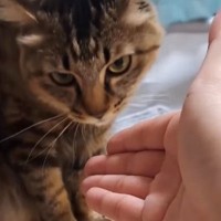 なぜか『猫に嫌われてしまった友人』が半年ぶりに遊びに来た結果…『爆笑の展開』が42万再生「むしろ仲いいかもｗ」「めちゃ面白いｗ」