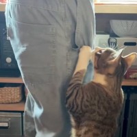 お父さんが帰ってくると、猫がべったりとくっついて…想像を超える『熱烈なお出迎え』が63万再生「もうネコじゃないｗ」「めっちゃすごいｗ」