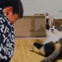息子が投げたボールを全然取れなかった猫→特訓を続けていると…59万再生された『尊いやり取り』に「最後の顔が可愛すぎ」「ニヤニヤしたｗ」