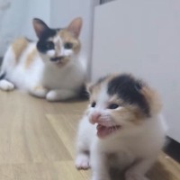 目が開いたばかりの『よちよち歩きの子猫』→不安そうに鳴き始めると、母猫が…ほっこりする光景が82万再生「同じ柄ｗ」「可愛すぎて感動」