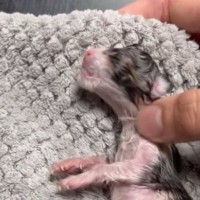 庭で発見した『心肺停止状態の子猫』を保護→奇跡の復活から４年…『現在の様子』に感動の声続出「よかったなあ」「本当に愛情深くて素晴らしい」