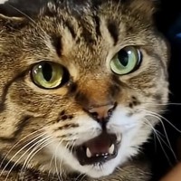 お母さんに『足を拭かれるキジトラ猫』…想像以上に『文句が止まらない光景』が58万再生「ずっと言ってるｗ」「最高にかわいいｗ」と爆笑