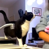 ママのことが大好きでたまらない白黒ネコ→何をしていてもついてきて…想像以上に『愛が重めな光景』が17万再生「なんて甘えん坊ちゃんなの」