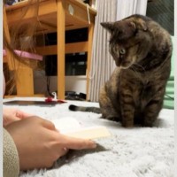 のんびりと読書をしていたら、『そばにいた猫』が突然…まさかの行動に笑ってしまう人が続出「構ってほしかったのかなｗ」「嫉妬かもｗ」