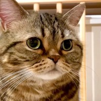 ベビーベッドに興味津々な猫→夜、ふと見てみると…想定外な『微笑ましい光景』に「チェック入りますｗ」「赤ちゃんに戻った？」と反響の声