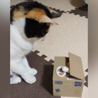手が出てくる貯金箱を猫に見せたら…想像以上に『興味津々な様子』が可愛すぎると303万再生「永遠に見ていられるｗ」「天才かと思った」