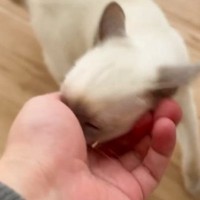『仕事に行かせたくない子猫vs行きたい飼い主』…可愛すぎる『攻防戦の様子』が14万再生「有給確定」「勝てない自信があるｗ」と話題