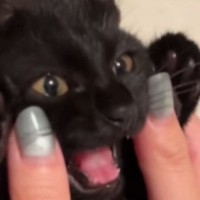 子猫のころは『猫吸い』をさせてくれたのに…『半年後』に挑戦したら→まさかの光景が103万再生「おもろいｗｗ」「反抗期かなｗ」