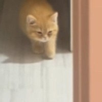 暗闇の中からゆっっくりと近づいてくる子猫…まるでスローモーションのような『可愛すぎる動き』が25万再生「想像以上ｗ」「ナマケモノ」