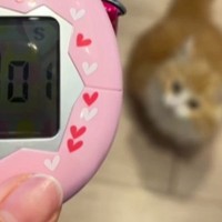 『ごはんの合図』を聞いた子猫→次の瞬間…悶絶必至の『かわいすぎる反応』が159万再生「うわぁぁぁ」「さすがに鳴き声が反則ｗ」