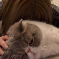 『猫吸い』を堪能していたら、愛猫が怒ってしまい…『まさかのお仕置き』に爆笑の声続出「ガッツリロックされてるｗ」「ご褒美だね」と16万再生