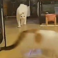 帰宅したら『キッチンが大荒れ』→カメラを確認した結果…猫たちの『まさかの行動』が20万表示「想像以上にドラクエｗ」「るんるんｗ」