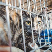 『猫の譲渡会』に行くときに守るべきマナー5選　迎えるまでの流れや必要な準備もご紹介