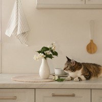 猫が『物にぶつからずに歩ける』理由3選　なぜ器用に避けられるの？歩き方の仕組みまで解説