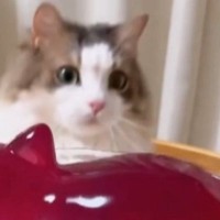 プルプルのゼリーを叩いていると、ネコがやって来て……想像以上の『リアクション』が33万再生「表情がかわいいｗ」「笑った」と反響