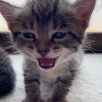 眠たくなった『赤ちゃん猫』→大きな声で鳴き始めて…とんでもなく尊い展開が284万再生「涙があふれてきた」「抱きしめたい」と悶絶の声続出