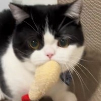 お気に入りのおもちゃを『取られると思った猫』→必死に抵抗しようとして…かわいすぎる光景に「お口むにゅぅ」「スーパーカーみたいな音ｗ」