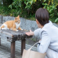 猫を飼えない人のための『猫愛の満たし方』5選　実はこんな楽しみ方も？満足感を高めるコツも