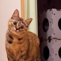 キョトンとした顔で『カメラを見つめていた猫』が、突然……驚きの『変化』に「なんか感動したｗ」「恐竜じゃんｗ」と280万再生の大反響