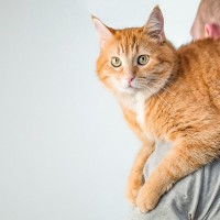猫が『おんぶ』をされたがるときの理由5つ　考えられる心理や上手な応え方もご紹介