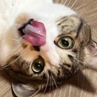 キャットシッターから送られてきた『愛猫の様子』を確認→怖がっているかと思いきや…まさかの光景に「最高ｗｗ」「嫉妬しちゃうねｗ」と爆笑の声